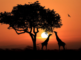 不只有沙漠，非洲也有暴雨和大雪